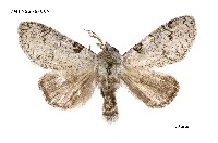 藏品(波麗毒蛾)的圖片